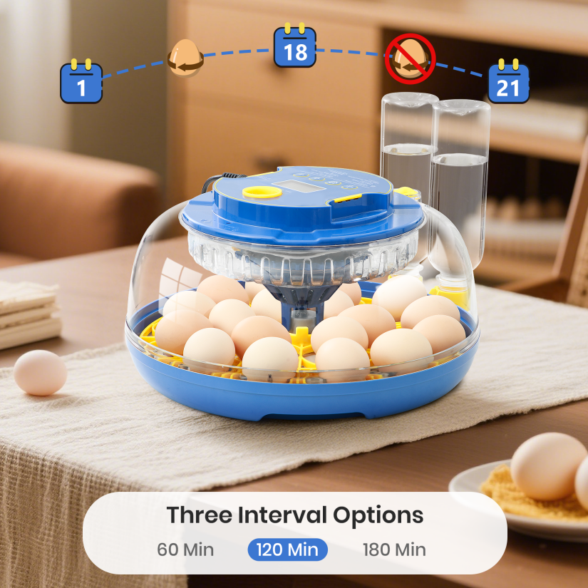 Incubateur automatique pour œufs de poule – Machine de couvaison pour poussins